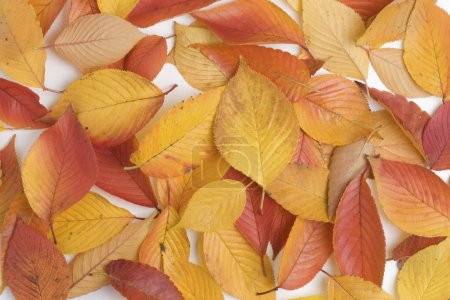 Téléchargez les photos : Feuilles d'automne lumineuses sur fond blanc - en image libre de droit