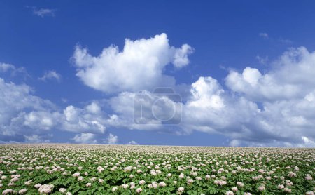 Foto de Hermoso paisaje con campo de flores y nubes blancas y cielo azul - Imagen libre de derechos