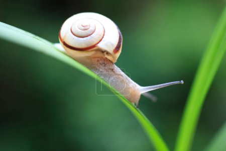Téléchargez les photos : Un escargot rampant sur un brin d'herbe - en image libre de droit