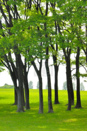 Téléchargez les photos : Beaux arbres verts dans le parc de printemps - en image libre de droit