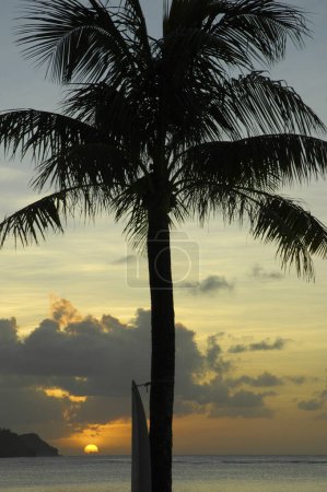Téléchargez les photos : Palmiers sur l'île tropicale - en image libre de droit