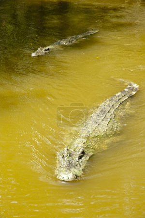 Photo for Wild crocodiles  swimming in the river on nature background - Royalty Free Image