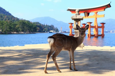 Foto de Puerta Torii flotante del templo santuario de Itsukushima y ciervos en Miyajima, Japón - Imagen libre de derechos