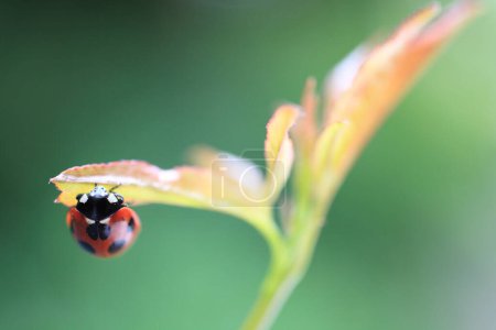 Photo for A ladybug sitting on a leaf with a blurry background - Royalty Free Image