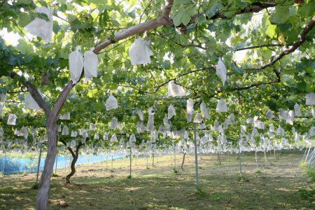 Foto de Bolsas de papel que cubren las uvas que maduran en las vides de los viñedos, protegiendo la cosecha de las aves - Imagen libre de derechos