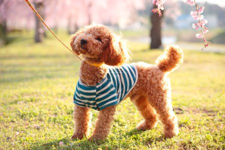 Foto de Lindo perro con camisa a rayas, retrato de primer plano - Imagen libre de derechos