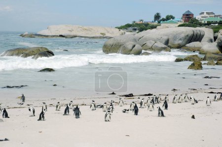 Photo for Cute penguins on the beach on nature background - Royalty Free Image