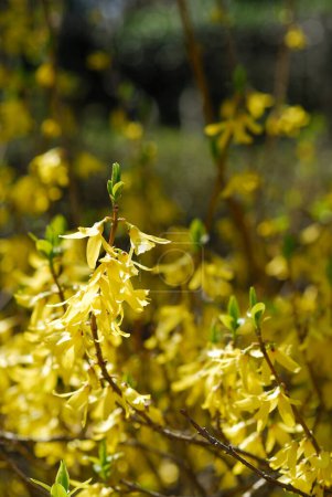 Téléchargez les photos : Un buisson de fleurs jaunes aux feuilles vertes - en image libre de droit