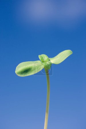 Foto de Vista de cerca de una planta verde joven contra el cielo azul - Imagen libre de derechos