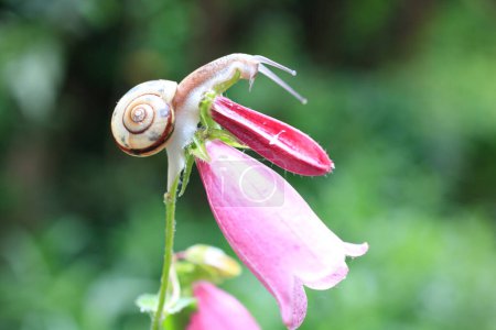 Foto de Un caracol arrastrándose sobre una flor con un fondo borroso - Imagen libre de derechos