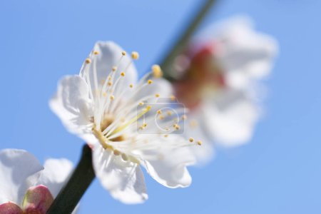Photo for Japanese sakura blossom shot, spring image - Royalty Free Image