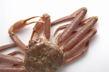 frische Chionoecetes opilio als berühmte Krabbe