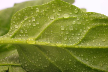 Photo for Water drops on green leaf - Royalty Free Image