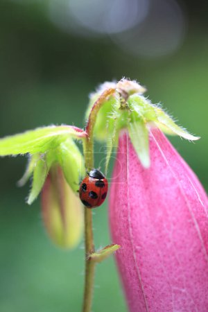 Photo for A ladybug on a pink flower with a green stem - Royalty Free Image