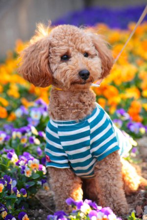 Téléchargez les photos : Mignon chien portant une chemise rayée, portrait rapproché - en image libre de droit