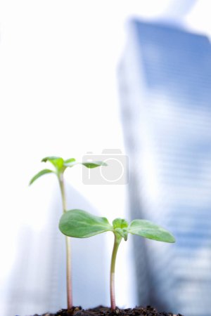 Photo for Close-up view of green plants and blurred city background - Royalty Free Image