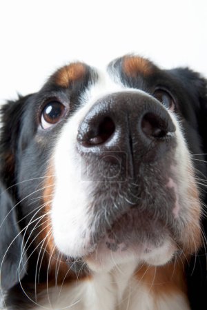 Foto de Un perro con una nariz muy grande mirando hacia arriba - Imagen libre de derechos