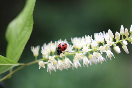 Photo for A ladybug sitting on a white flower - Royalty Free Image