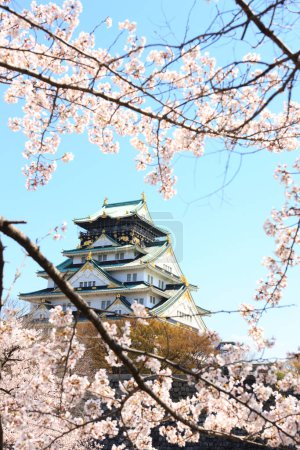 hermoso castillo de Osaka con flor de cerezo. Escena hermosa de primavera japonesa, Osaka, Japón