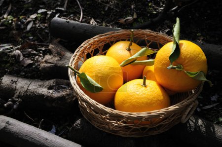Téléchargez les photos : Mandarines fraîches mûres dans le panier - en image libre de droit