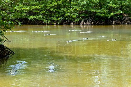 wild crocodiles  swimming in the river on nature background