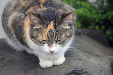 Foto de Un gato en el jardín - Imagen libre de derechos