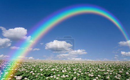 Téléchargez les photos : Arc-en-ciel sur le champ avec des fleurs - en image libre de droit