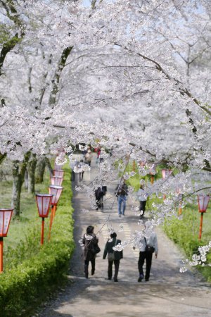 Photo for The cherry blossom at spring garden in Japan - Royalty Free Image