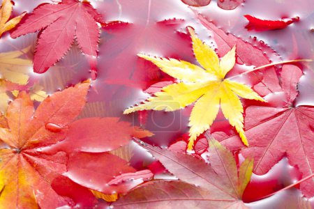 Téléchargez les photos : Feuilles d'érable brillantes d'automne, flore de saison d'automne - en image libre de droit