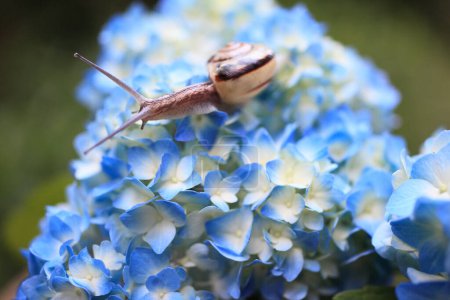 Foto de Un caracol arrastrándose sobre una flor azul - Imagen libre de derechos