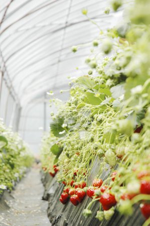 Téléchargez les photos : Plantes vertes aux fraises en serre - en image libre de droit