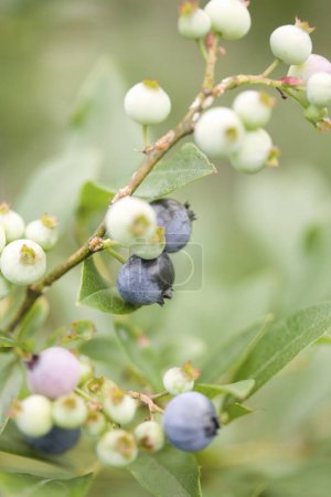 Photo for A bush of blueberries with green leaves - Royalty Free Image