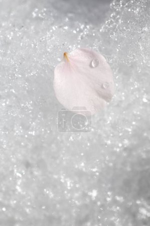 Téléchargez les photos : Pétale de fleur blanche dans la neige - en image libre de droit