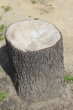 Foto de Tronco de árbol grande, cortado de un árbol - Imagen libre de derechos