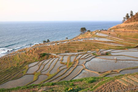 Foto de Hermoso paisaje de terrazas de arroz cerca del mar - Imagen libre de derechos