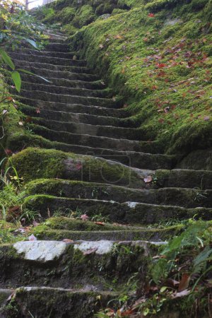 mossy stairs of the mountains