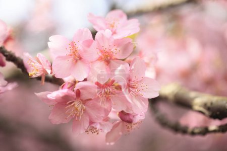 Foto de Hermoso árbol de flor de cerezo - Imagen libre de derechos