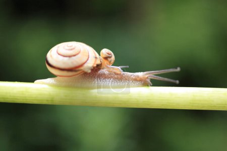 Téléchargez les photos : Un escargot rampant sur la tige d'une plante - en image libre de droit