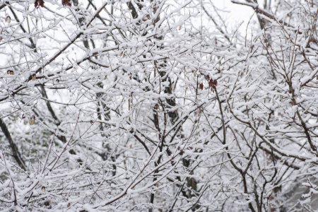 Téléchargez les photos : Belle scène d'hiver avec des brindilles nues couvertes de neige - en image libre de droit
