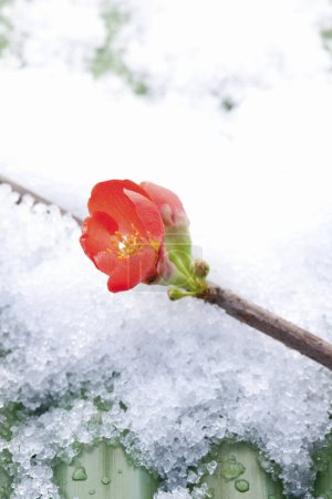 Photo for Spectacular red flower Japanese quince  with snow - Royalty Free Image