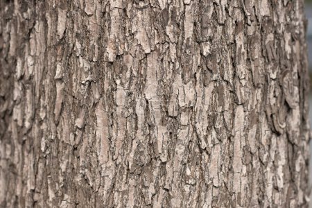 Photo for Tree trunk texture  , natural background - Royalty Free Image