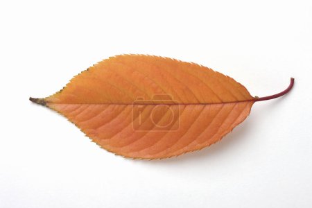 Téléchargez les photos : Vue de dessus de belle feuille d'automne lumineuse sur fond blanc - en image libre de droit