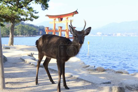 Photo for Floating Torii gate of Itsukushima shrine temple and deer in Miyajima, Japan - Royalty Free Image