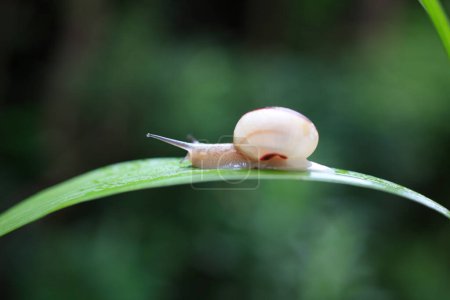 Photo for A snail crawling on a leaf with a blurry background - Royalty Free Image