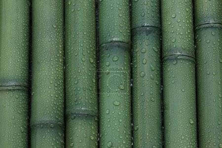 Téléchargez les photos : Gouttes d'eau verte sur fond de bambou, gros plan - en image libre de droit