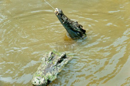 wild crocodiles  swimming in the river on nature background