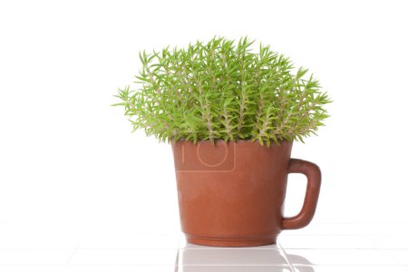 Ein Bild von kleinen Zimmerpflanzen