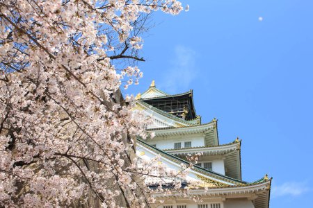 Photo for Beautiful Osaka castle with cherry blossom. Japanese spring beautiful scene ,Osaka,Japan - Royalty Free Image
