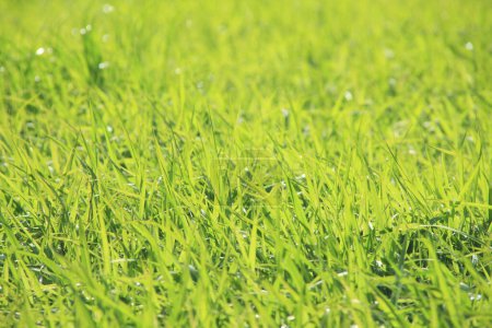 Photo for Fresh grass in the garden - Royalty Free Image