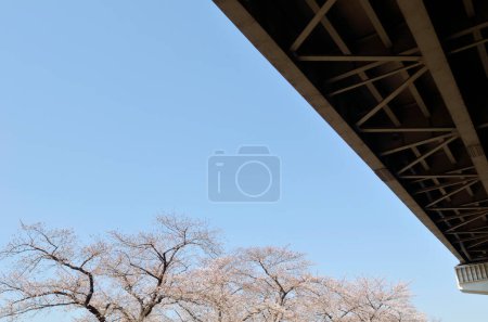 Photo for View of the cherry blossom in the city - Royalty Free Image